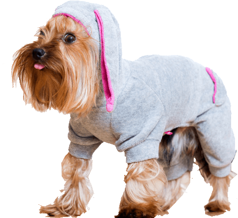 Top 7 Picks of Yorkie Sweaters: How to Choose The Right One?