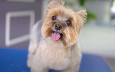Discover the Cuteness Overload with Teddy Bear Yorkies!