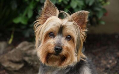 Unlocking the Secrets of Yorkie Ears: Understanding their Unique Shape and Care Needs