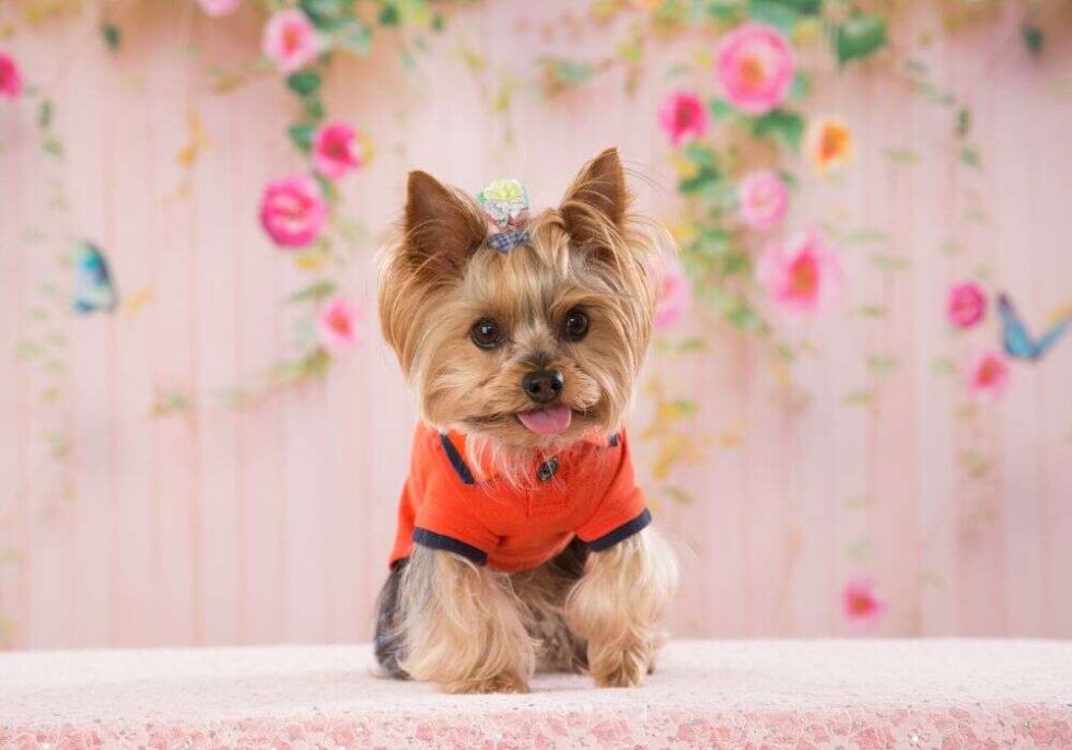 Yorkie Nail Trim The Easy Way to Keep Your Dog's Nails Short Yorkie