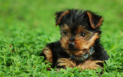 How to Potty Train Your Yorkie in 7 Days or Less!