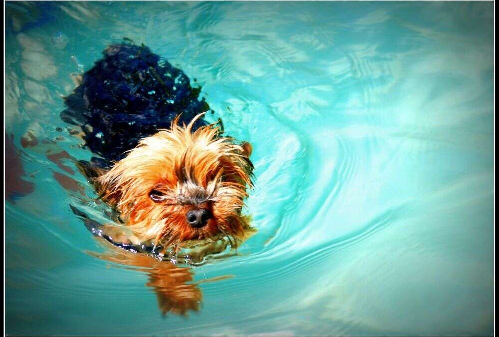 Water Safety for Yorkies: Preventing Drowning and Ensuring a Safe Swim