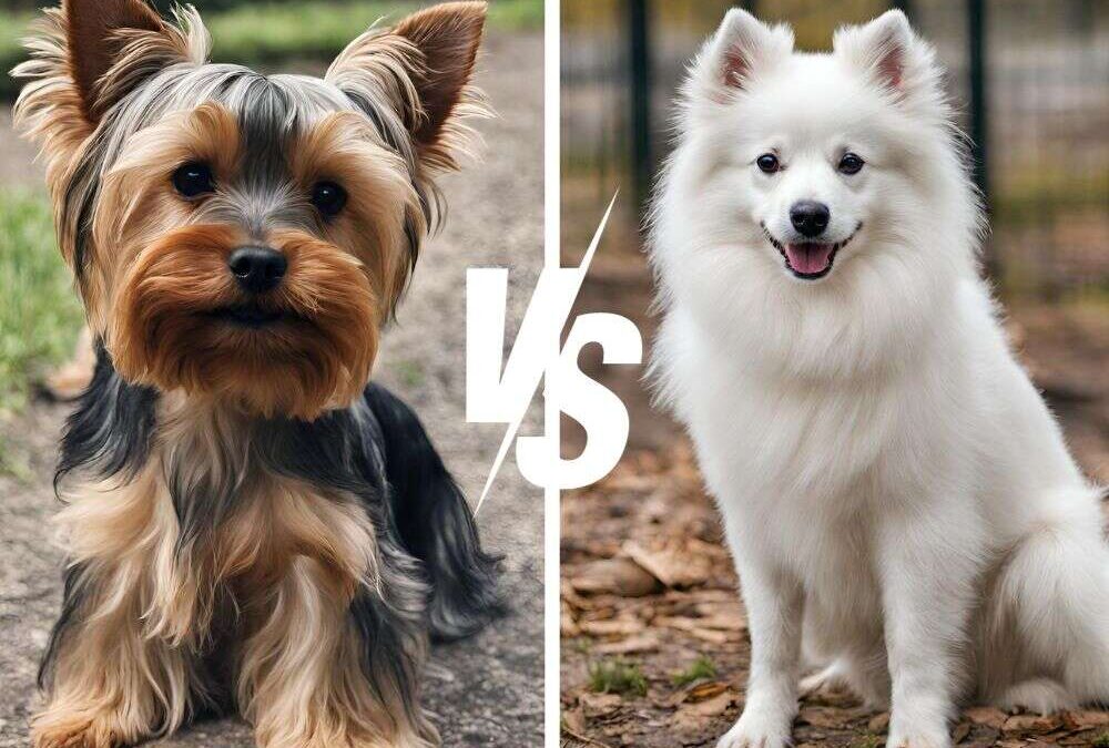 Yorkie vs American Eskimo Dog: A Clash of Tiny Titans!