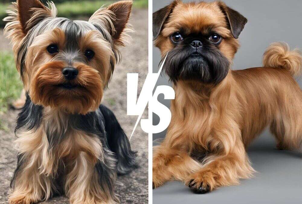 Yorkie vs Brussels Griffon: Adorable or Even More Adorable?