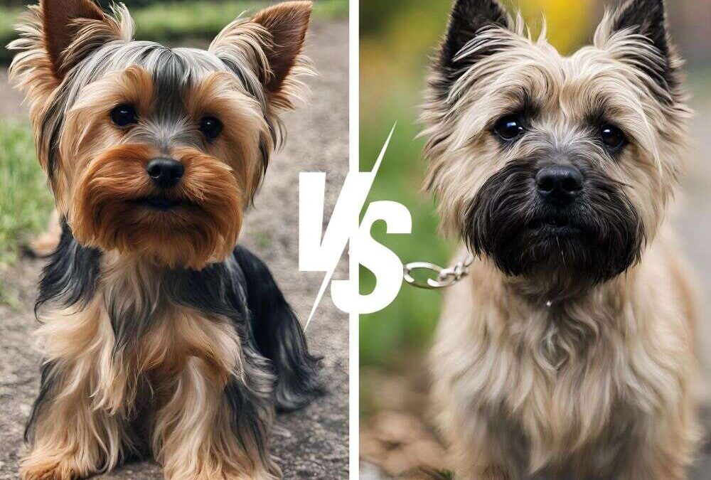 Yorkie vs Cairn Terrier: The Terrier Tiff of the Century!