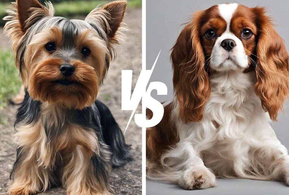 Yorkie vs Cavalier King Charles Spaniel: Royal Rumble!