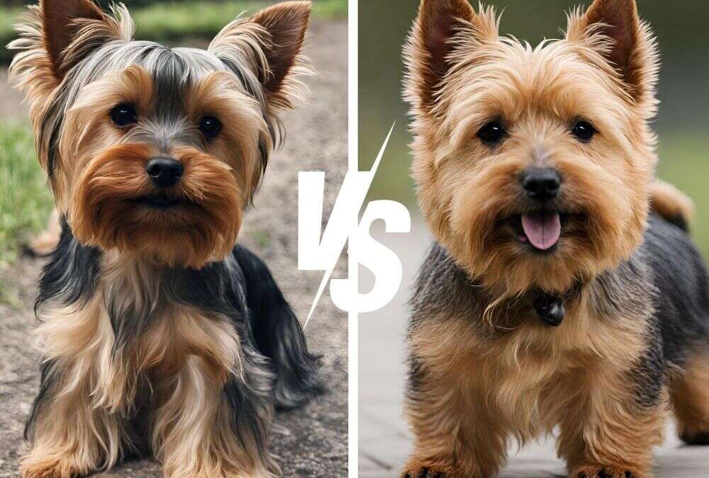 Yorkie vs Norwich Terrier: Who is the Ultimate Terrier?