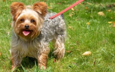 The Ultimate Guide to Leash Training Your Yorkie: Tips and Tricks for a Well-Behaved Pup