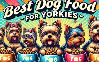 Best Dog Food For Yorkies in 2024