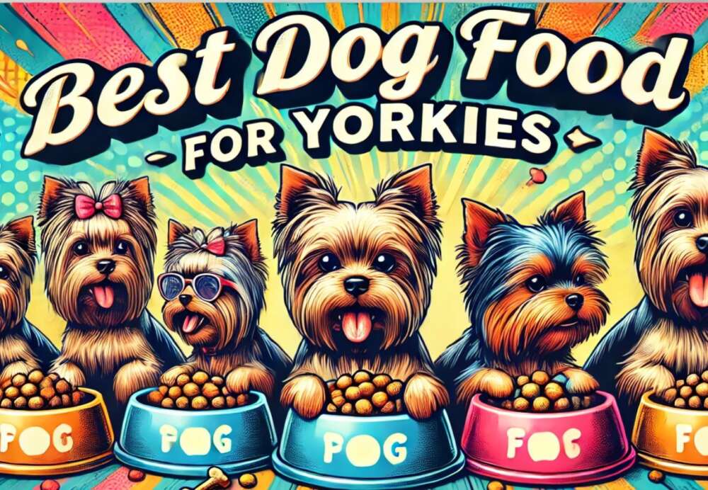 what is the best dog food for a yorkie